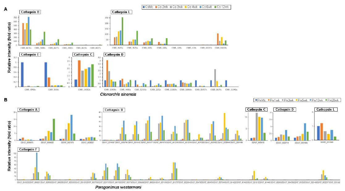 Transcriptional regulation of cathepsins (cysteine protease) which might have important roles for host infection as pathogens in C. sinensis (A) and P. westermani (B)