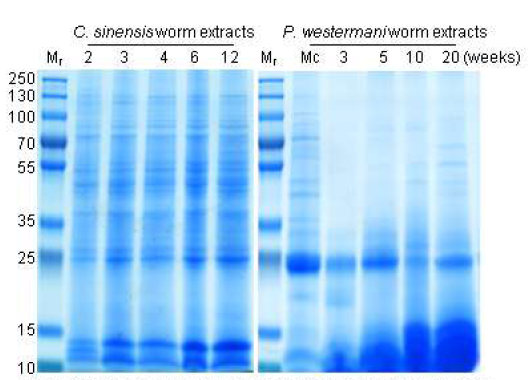 Protein expression patterns in worms of C. sinensis and P. westermaniaccording to the developmental duration