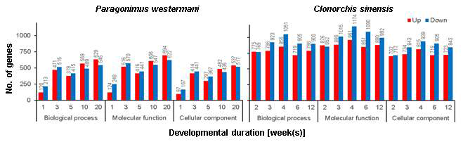 Distribution of functional ontology of differentially trascribed genes in P. westermani and C. sinensis according to developmental stages