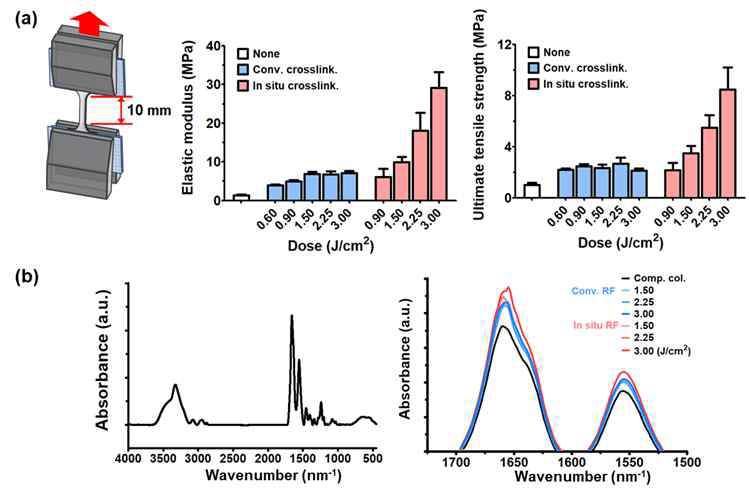 (a) 공정 방법, UV dose에 따른 인장 특성 평가 결과 (b) 콜라겐에 대한 대표 스펙트럼 및 공정 방법, 조건에 따른 Peak intensity 차이 결과