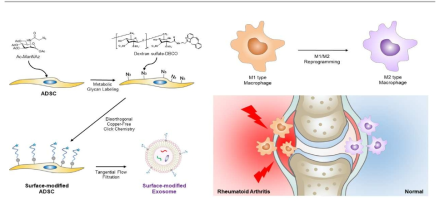 대사공학-클릭화학 기반 대식세포 M1-M2 분극화 표적형 엑소좀을 통한 류마티스성 관절염 치료제에 대한 모식도