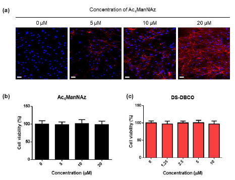 (a) 마노자민 농도별 줄기세포 표면 개질 결과 (Scale bar: 50 μm) (b) 마노자민의 세포 독성 평가 (c) DS-DBCO의 세포 독성 평가