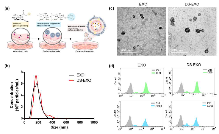 (a) 표면 개질된 줄기세포 엑소좀 생산 모식도 (b) 엑소좀의 NTA 결과 (c) 엑소좀의 TEM 이미지 (d) 엑소좀의 특이적 마커 확인