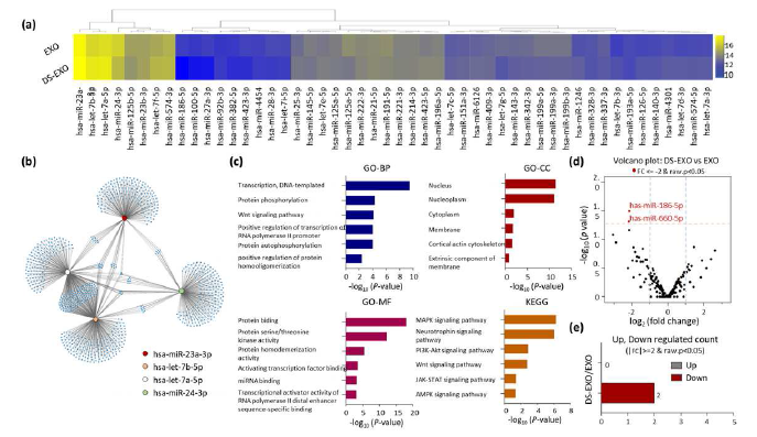 EXO와 DS-EXO의 miRNA 시퀀싱 (a) EXO와 DS-EXO의 상위 50개 miRNA의 heat map (b) EXO와 DS-EXO의 상위 4개 miRNA의 유전자군과 네트워크 (c) EXO와 DS-EXO의 상위 4개 miRNA의 GO 분석과 KEGG 분석 (d) EXO와 DS-EXO의 볼케이노 플롯 (e) EXO 대비 DS-EXO에서의 miRNA 발현 차이 개수