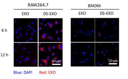 EXO와 DS-EXO의 세포흡수 거동평가