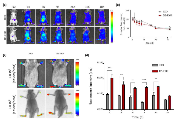 EXO와 DS-EXO의 생체분포 거동평가 (a) CIA 모델의 근적외선 전신 스캔 이미지 (b) 시간에 따른 (a)의 형광 정량 (c) EXO와 DS-EXO의 관절 부위 분포 거동평가와 X-ray 이미지 (d) 시간에 따른 관절 부위의 형광 정량