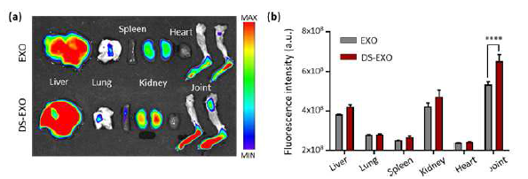 (a, b) EXO와 DS-EXO의 장기분포 이미지와 장기 내 형광 정량
