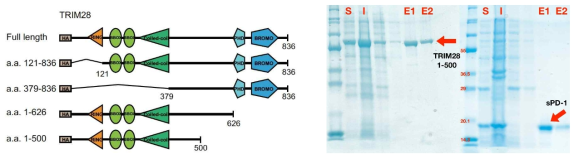 구조분석을 위한 TRIM28 도메인 조합 컨스트럭트 디자인 (좌) / TRIM28 1-500 발현테스트