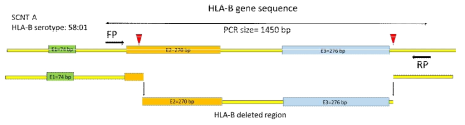 Schematic representation of sgRNAs used for generating HLA-B KO