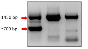 Pooled PCR amplicon showing large deletion