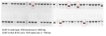 Single cell screening for HLA –B KO cells using PCR