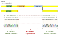 Sanger sequencing to confirm HLA-B