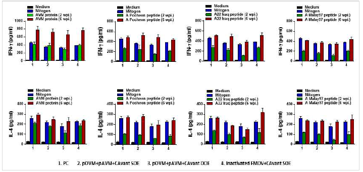 FMDV type A에 대한 T cell response 결과 (IFN-gamma, IL-4)