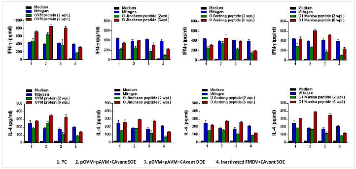 FMDV type O에 대한 T cell response 결과 (IFN-gamma, IL-4)