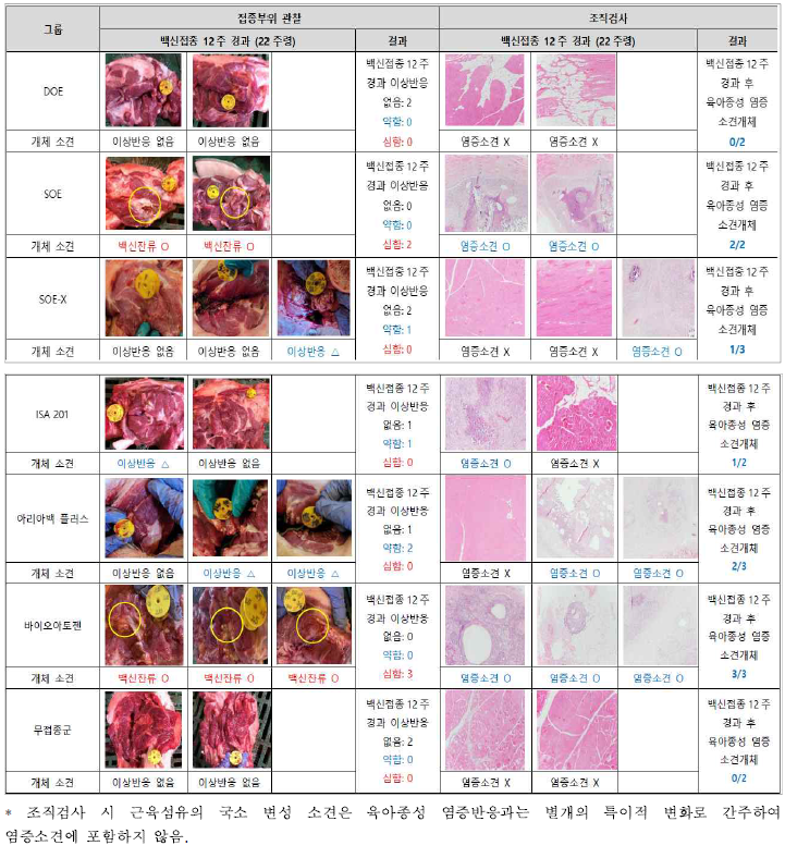 백신보조제별 접종부위 관찰 및 조직검사 결과