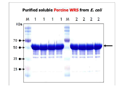 대장균 발현시스템을 이용한 수용성의 돼지 WRS 단백질 발현 및 정제