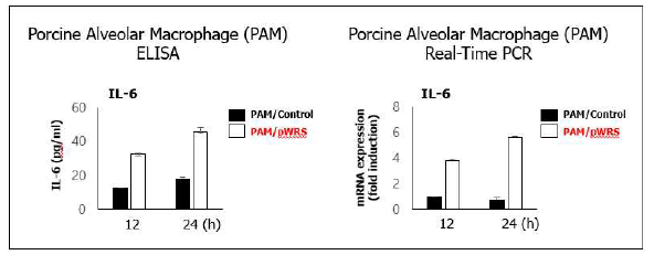 정제 돼지 WRS 단백질의 자극에 의한 PAM에서의 사이토카인 분비