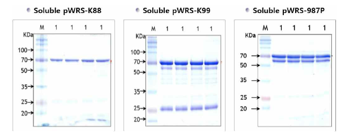 수용성의 pWRS-K88, pWRS-K99, pWRS-987P 단백질들의 대장균 발현 및 정제