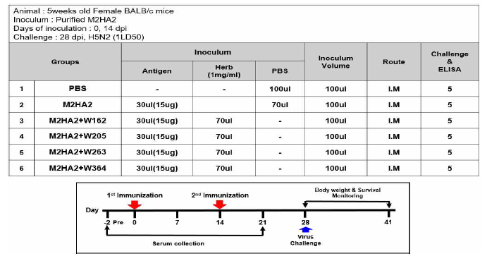 Influenza challenge 시스템을 이용한 한방소재들의 면역증강효능 검증 실험 스케쥴