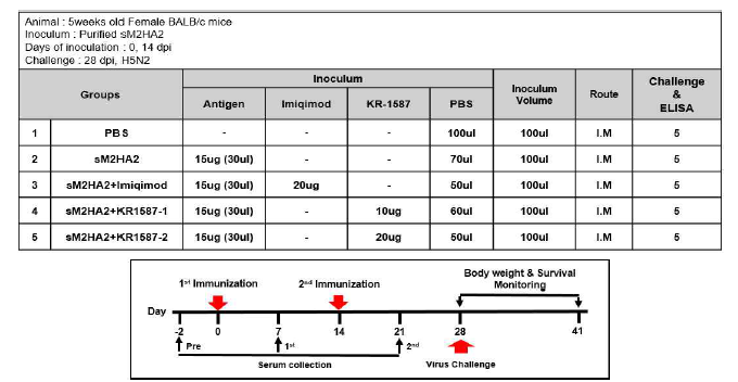H5N2 Influenza 마우스 모델을 이용한 KR1587의 면역원성 검증 스케쥴
