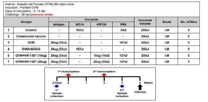 KR1587의 면역증강 효능 검증을 위한 구제역 바이러스의 마우스 공격접종 스케쥴