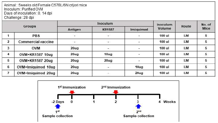 KR1587의 면역증강 효능 검증을 위한 마우스 스케쥴