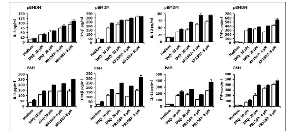 Porcine BMDM과 PAM에서 KR-15870의 사이토카인 유전자 증강 효과