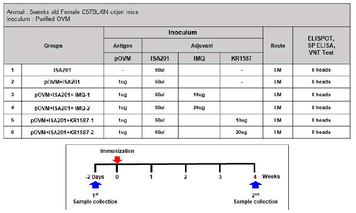 KR1587의 면역증강 효능 검증을 위한 마우스 스케쥴