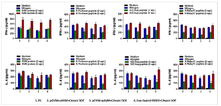 FMDV type A에 대한 T cell response 결과 (IFN-gamma, IL-4)