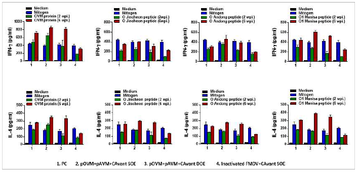 FMDV type O에 대한 T cell response 결과 (IFN-gamma, IL-4)