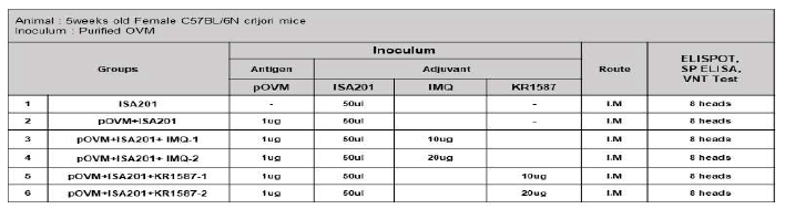 KR1587의 면역증강 효능 검증을 위한 마우스 스케쥴