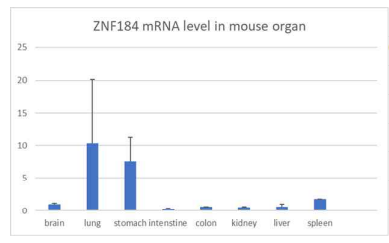 마우스 조직 내 ZNF184 mRNA 발현량