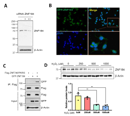 (A) ZNF184 항체 특이성 검증. (B) 면역염색법에 의한 ZNF184 발현 위치 조사. (C) 면역침강법에 의한 ZNF184-PARIS 결합 조사. (D) H2O2 처리한 SH-SY5Y 세포에서 ZNF184 발현량 조사