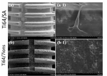 SEM images of the osteoblast cells cultured implants