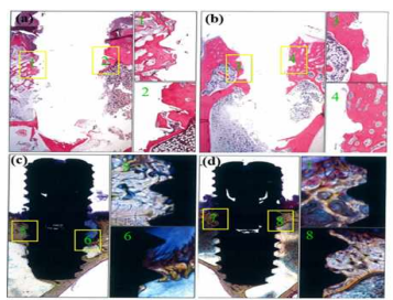 Histological images of tissue after 8 week implantation where (a)Ti64/SA implants and (b) Ti64/7ions implants. (c and d) the newly formed bone around the surfaces of implants