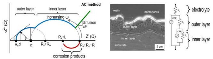 Nyquist curve through impedance experiment and proposed rheological circuit model