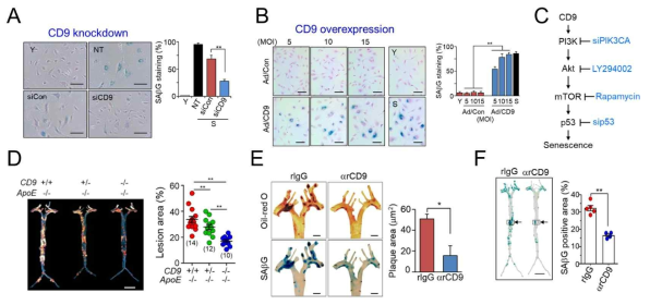 CD9 induces cellular senescence and aggravates atherosclerosis in mice. A. CD9 knockdown in senescent cells rescues cellular senescence. B. CD9 overexpression accelerates cellular senescence in young cells. C. Signal pathway of cellular senescence by CD9. D. Cd9 ablation ameliorates atherosclerosis in ApoE-/- mice. E. and F. Cd9 blocking antibody mitigates atherosclerosis in ApoE-/- mice