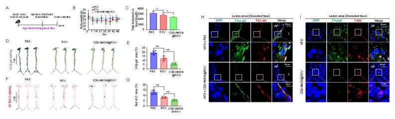 In vivo therapeutic efficacy of CD9-HMSN@RSV on alleviating the progression of atherosclerotic senescent plaques in ApoE-/- mice. (A) Experimental scheme. (B) Measurement of body weight. (C) Evaluation of total cholesterol levels. (D) Images of isolated aortas stained with SA-β-gal staining. (E) Quantitative analysis of areas with SA-β-gal staining. (F) Images of isolated aortas stained with Oil red O. (G) Quantitative analysis of areas with Oil red O staining. (H) Immunofluorescence staining of CD9 with SPiDER-βGal in endothelial cells of atheroslcerotic lesions, (I) Immunofluorescence staining of CD9 with SPiDER-βGal in macrophages of atherosclerotic lesions