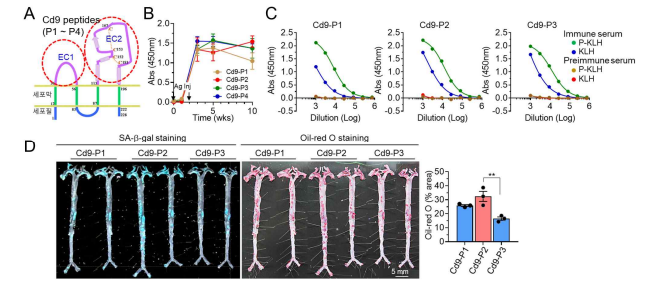 Effects of CD9 vaccine on atherosclerosis in ApoE-/- mice. A. Selection of CD9 peptides by antigenicity prediction. B. Antibody formation in mouse sera immunized with CD9 vaccine. C. Analysis of antibody titer. D. Effect of CD9 vaccine on atherosclerosis in ApoE-/- mice. **, p<0.01 (One way-ANOVA)