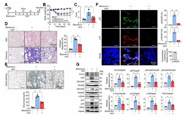 Effects of HHT on bleomycin-induced lung fibrosis. A. Experimental scheme. B. Body weight change. C. Pulmonary resistance measured by phlethysmography. D. Histological analysis of lung tissues. E. SAβG staining in lung tissues. F. Immunofluorescence analysis of p53 and p16 in lung tissues. G. Western blotting of senescence-associate d proteins in lung tissues