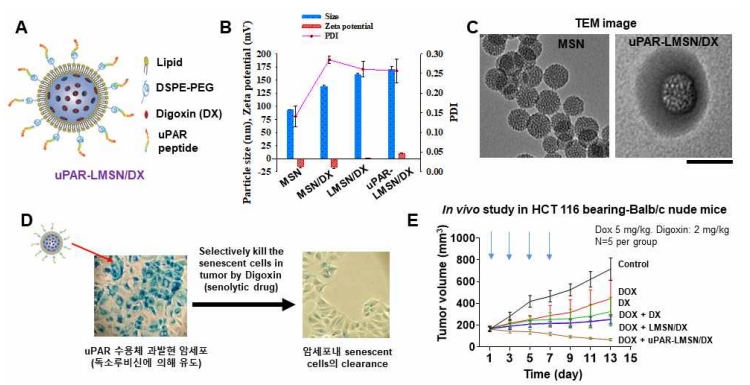 Effects of uPAR-LMSN/DX on senescent tumor cells. (A) Schematic illustration of uPAR-LMSN/DX. (B) Size, PDI and zeta potential of uPAR-LMSN/DX. (C) TEM images of MSN and uPAR-LMSN/DX. (D) Selective clearance of senescent cells in tumor by uPAR-LMSN/DX. (E) In vivo antitumor study in HCT116-bearing Balb/c nude mice