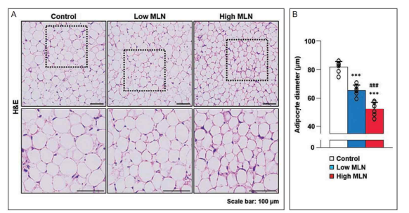Reduction in adipocyte size in response to MLN4924 (MLN) treatment for 4 days. (A) Representative images of adipose tissues with hematoxylin and eosin (H ###P < 0.001 vs low-MLN4924 group. Scale bars = 100 μm