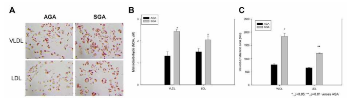 Cellular uptake of (V)LDL by macrophages from mothers with small neonates