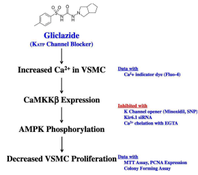 Regulation of vascular smooth muscle cell proliferation by gliclazide