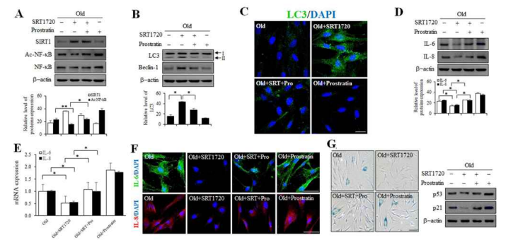 Inhibitory effects of SRT1720 on inflammatory cytokine and cellular senescence via the potentiation of autophagy induced by the SIRT1-facilitated deacetylation of NF-κB in senescent HDFs. (A, B) Expression of SIRT1, Ac-NF-kB, LC3, and Beclin-1. (C) LC3 immunofluorescent staining. (D, E) Protein and mRNA levels of IL-6 and IL-8. (F) The phenotypes of HDFs were determined by indirect immunofluorescent staining with antibodies for IL-6 (green) and IL-8 (red). (G) SA-β-gal staining and expression of p53 and p21
