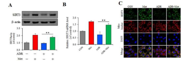 Metformin increases the expression of SIRT3 and attenuates mitochondrial oxidative stress in ADR-induced senescent VSMCs. (A) VSMCs were pretreated with 500 nM ADR for 4 hr and incubated with 2 mM Met for 1 hr, and protein expression levels were analyzed by immunoblotting. (B) VSMCs were treated with ADR and Met, and SIRT3 mRNA levels were assessed by real-time PCR. (C) After treatment with ADR and Met, the phenotypes of fixated VSMCs were identified by indirect immunofluorescent staining