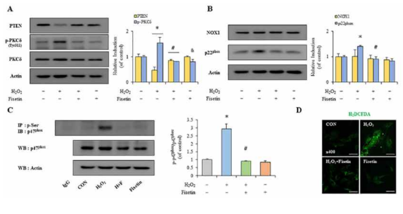 The effects of fisetin on PTEN, PKCδ, and NOX1 subunits in VSMCs. (A) The protein levels of PTEN and p-PKCδ (Tyr311). (B) H2O2-increased p22phox expression. (C) Immunoprecipitation analysis of p47phox phosphorylation at serine. (D) The levels of ROS production