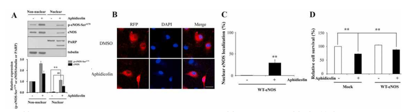 Aphidicolin accumulates one active form of the eNOS protein, p-eNOS-Ser1179, in the nucleus, which mediates the cytoprotective effects of aphidicolin-increased NO. (A) Levels of p-eNOS-Ser1179 and eNOS protein. (B) Subcellular localization of WT-eNOS protein. (C) Using confocal microscopic data, RFP dye co-localized in the nucleus was assessed in WT-eNOS gene-transfected cells at 100× magnification. (D) Cell viability