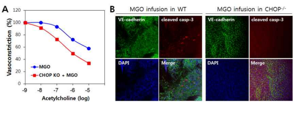 CHOP deficiency inhibits MGO-induced aortic endothelial dysfunction and endothelial apoptosis. (A) Isomeric tension assay for vessels, (B) en face immunostaining