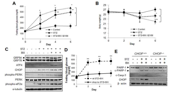 ERK5 inhibition exacerbates STZ-induced diabetes via ER stress regulation